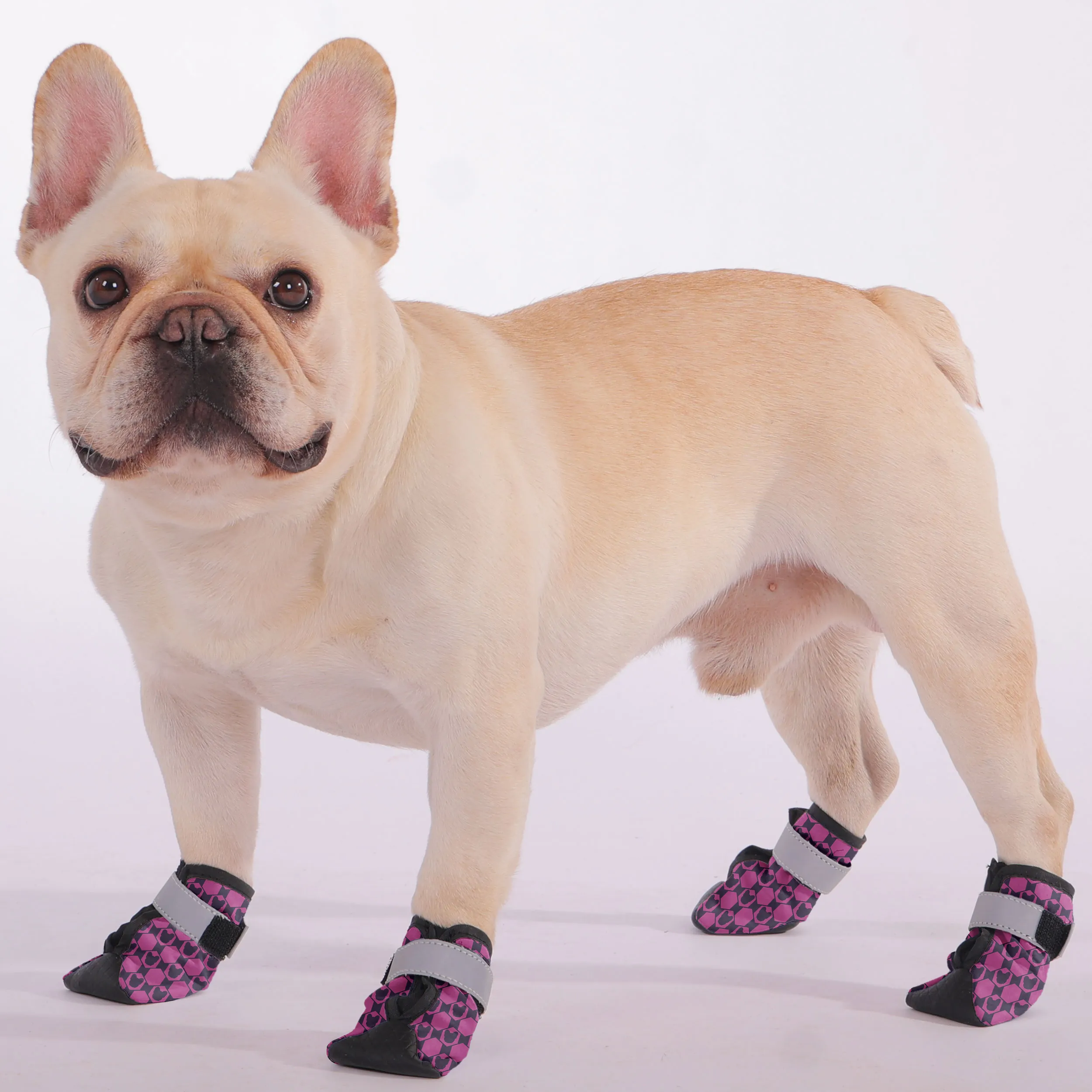 Romeo - Premium Dog Socks & Boots for French Bulldogs